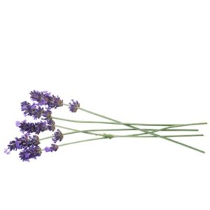 lavendel-lavender-plant-aromatherapy-duft-aroma-cultureandcream-blogpost