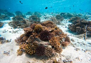 ocean-meer-korallen-corals-protection-cultureandcream-blogpost