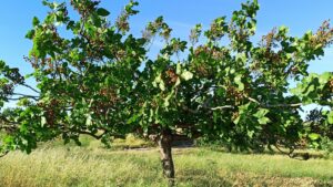 pistazie-baum-sizilien-pistachio-tree-nature-cultureandcream-blogpost