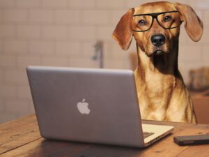 hund-brille-dog-with-glasses-reading-computer-macbook-cultureandcream-blogpost