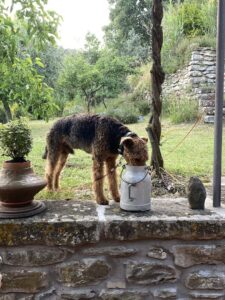 byron-airedale-terrier-best-dog-Hund-trinken-milchkanne-cultureandcream-blogpost