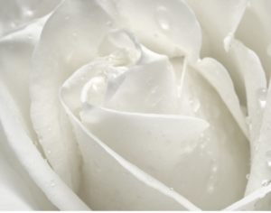 rose-extract-white-roses-cultiureandcream-blogpost