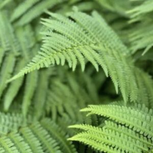 farn-fern-ingredient-beauty-skincare-nature-blackforest-cultureandcream-blogpost