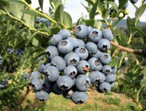 beerenfleckerl-arm-heidelbeeren-fruits-bluberrys-culture