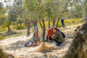 olive-harvest-la-vialla-olive-trees-net-collecting-cultureandcream-blogpost