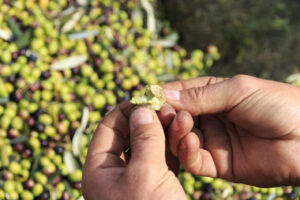 fattproia-la-Vialla-Olive harvest-oliven-ernte-cultureandcream-blogpost