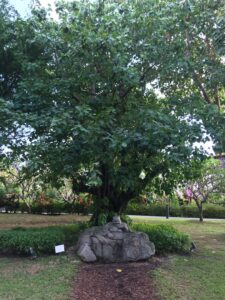 gardens-by-the-bay-buddha-tree-gruene-lunge-singapur-cultureandcream-blogpost