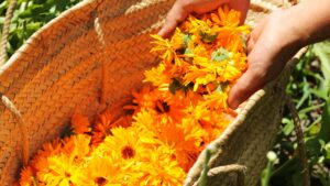 calendula-ringelblume-harvest-garden-basket-korb-blueten-cultureandcream-blogpost