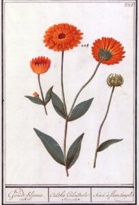 Calendula-officinalis-ringelblume-foliant-silisiert-scratch-cultureandcream-blogpost